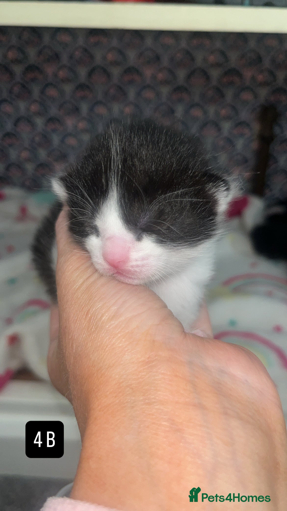 Mixed Breed Kitten 4