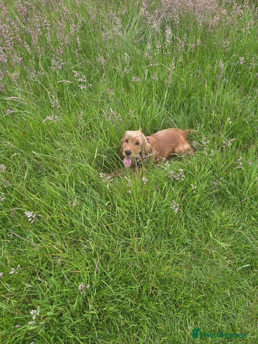 Cocker Spaniel dogs for sale: Show Type Cocker Spaniel Lola - Advert 2