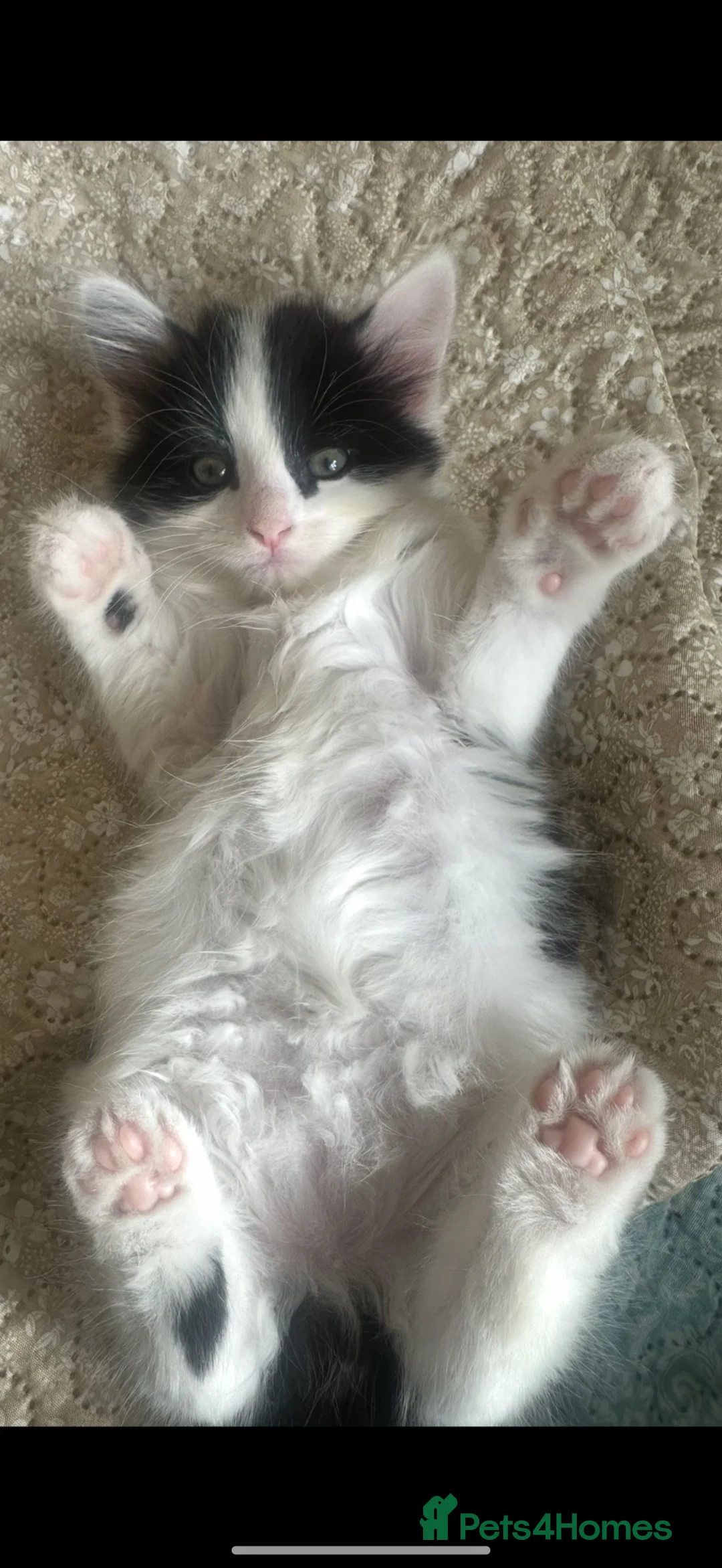 Ragdoll cats for sale: Beautiful mixed ragdoll kittens for sale! - Advert 1