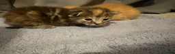 Mixed Breed cats for sale: Female mixed  in Newton Abbot - Advert 2