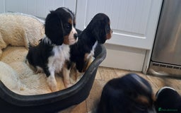 Cavalier King Charles Spaniel dogs for sale: Cavalier King Charles Puppies Available - Image 14