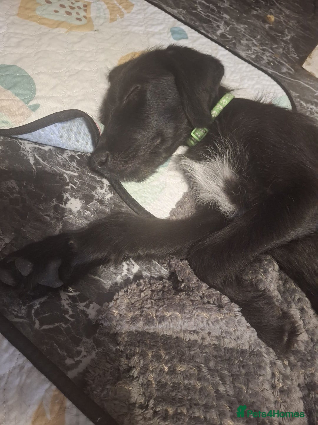 Mixed Breed dogs for sale: Puppies ready for their forever homes   in Grimsby - Image 4
