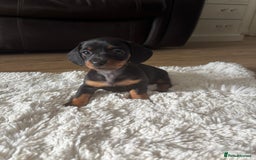 Miniature Dachshund dogs for sale: Miniature dachshund - Image 5