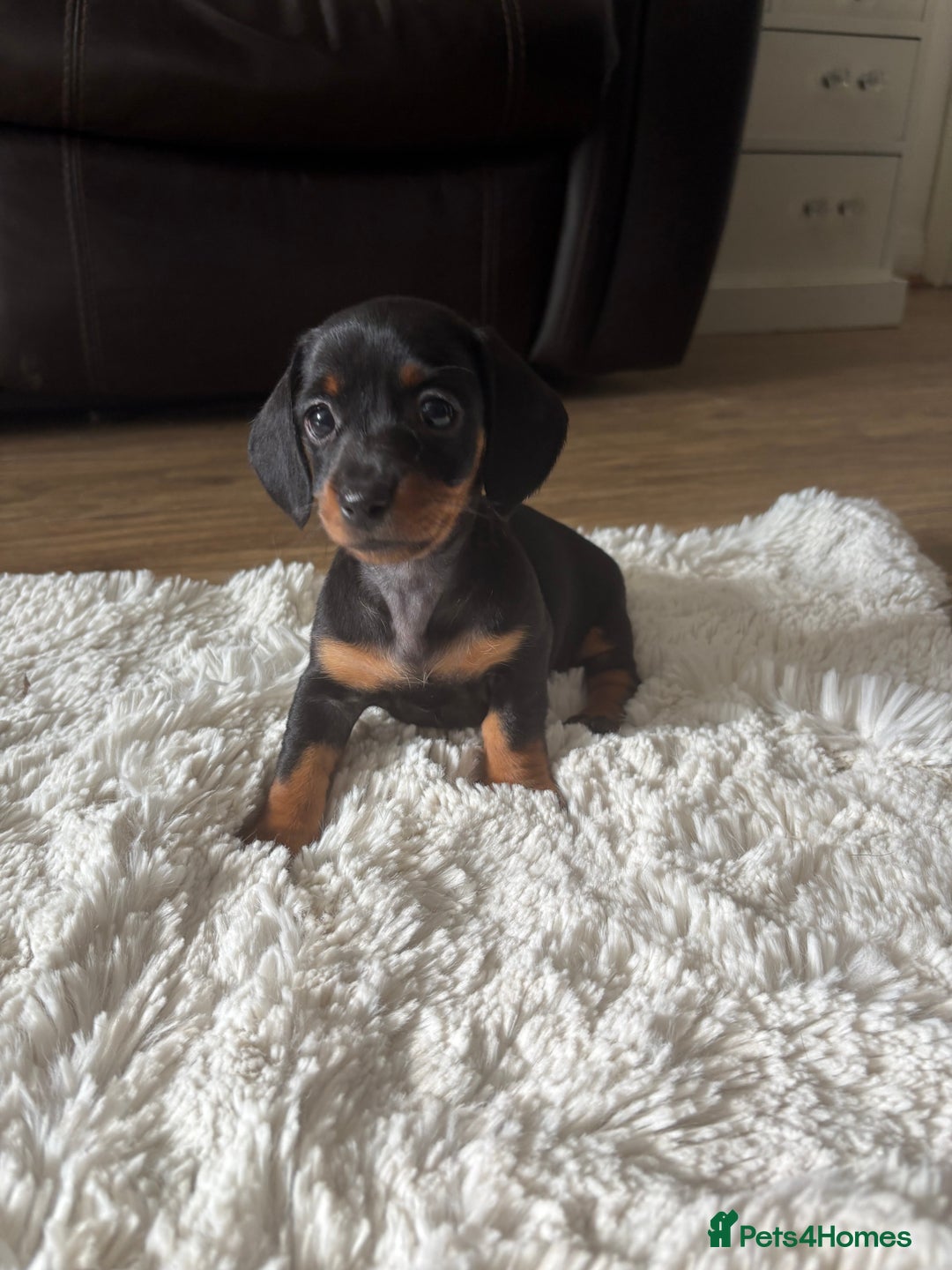 Miniature Dachshund dogs for sale: Miniature dachshund - Image 5