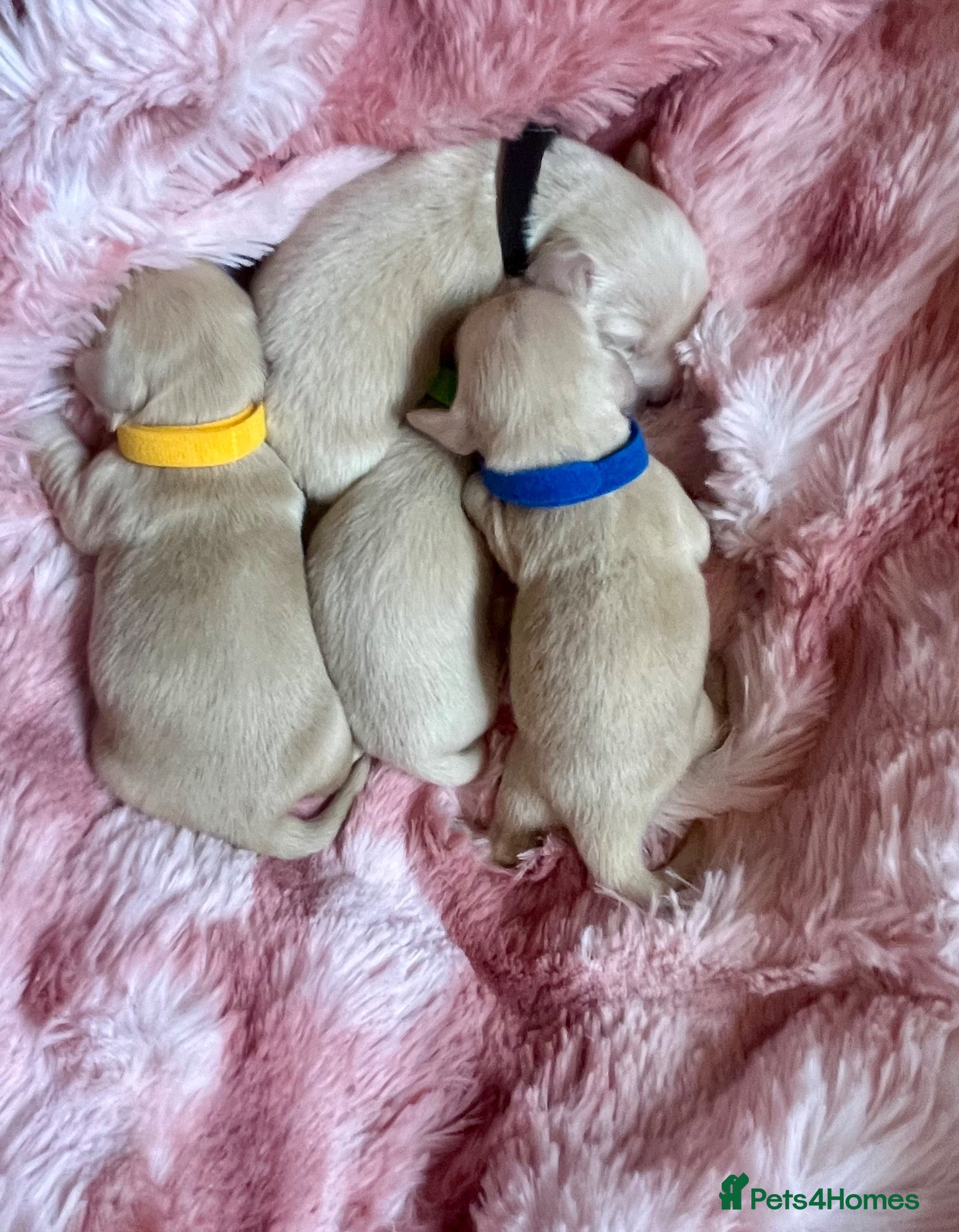 Miniature Dachshund dogs English cream dachshund puppies  - Advert 18