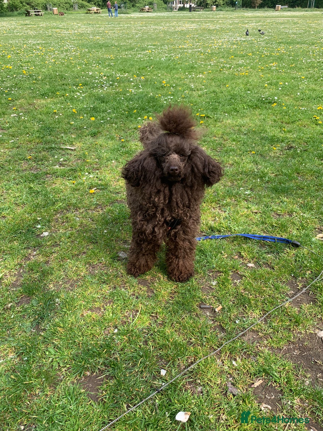 Cavapoo dogs for sale: Stunning premium F1 Cavapoo babies 🥰 - Image 37