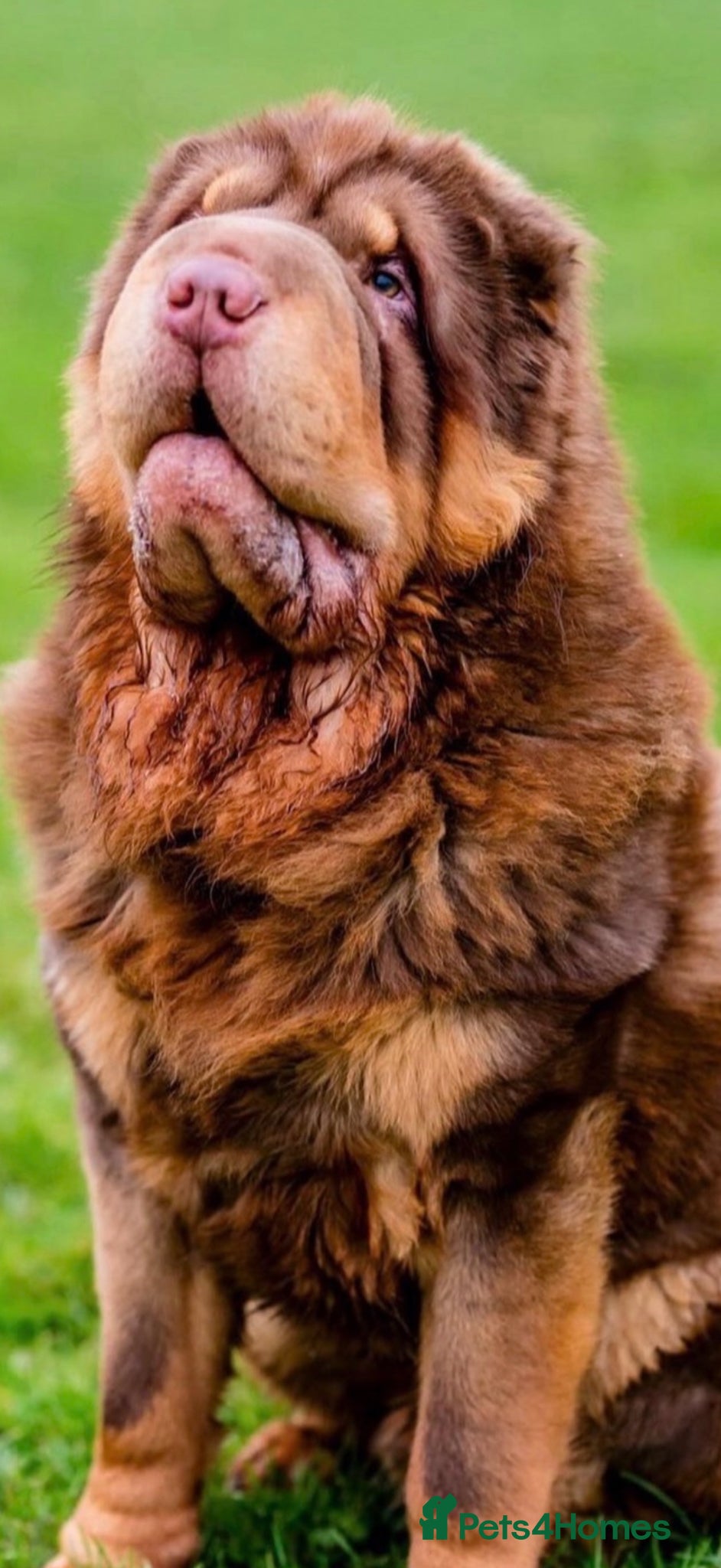 Shar Pei dogs Bear Coat Shar Pei  - Advert 15