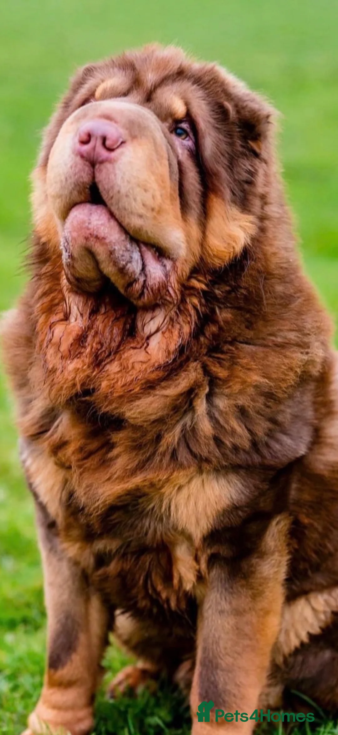 Shar Pei dogs for sale: Bear Coat Shar Pei  in Bathgate - Advert 1