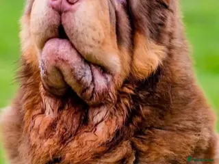 Shar Pei dogs Bear Coat Shar Pei - Advert 9