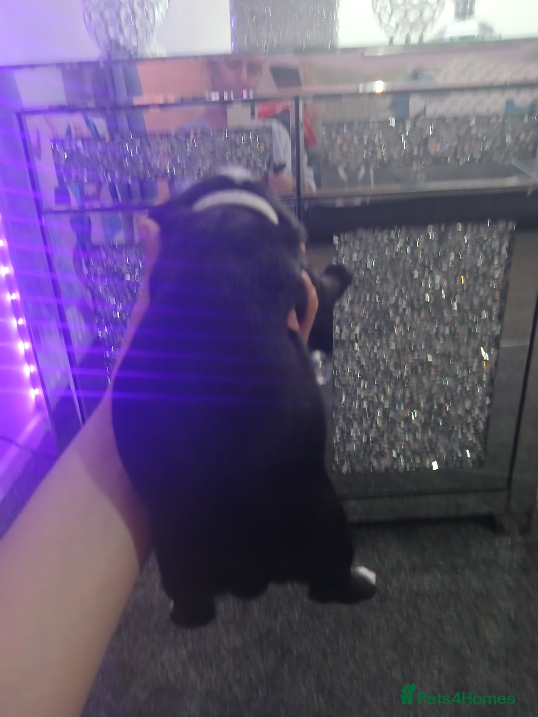 Staffordshire Bull Terrier dogs for sale: Staffordshire bull terriers puppy's  - Advert 17