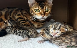 Bengal cats for sale: 2 Bengal boys for sale - Image 9
