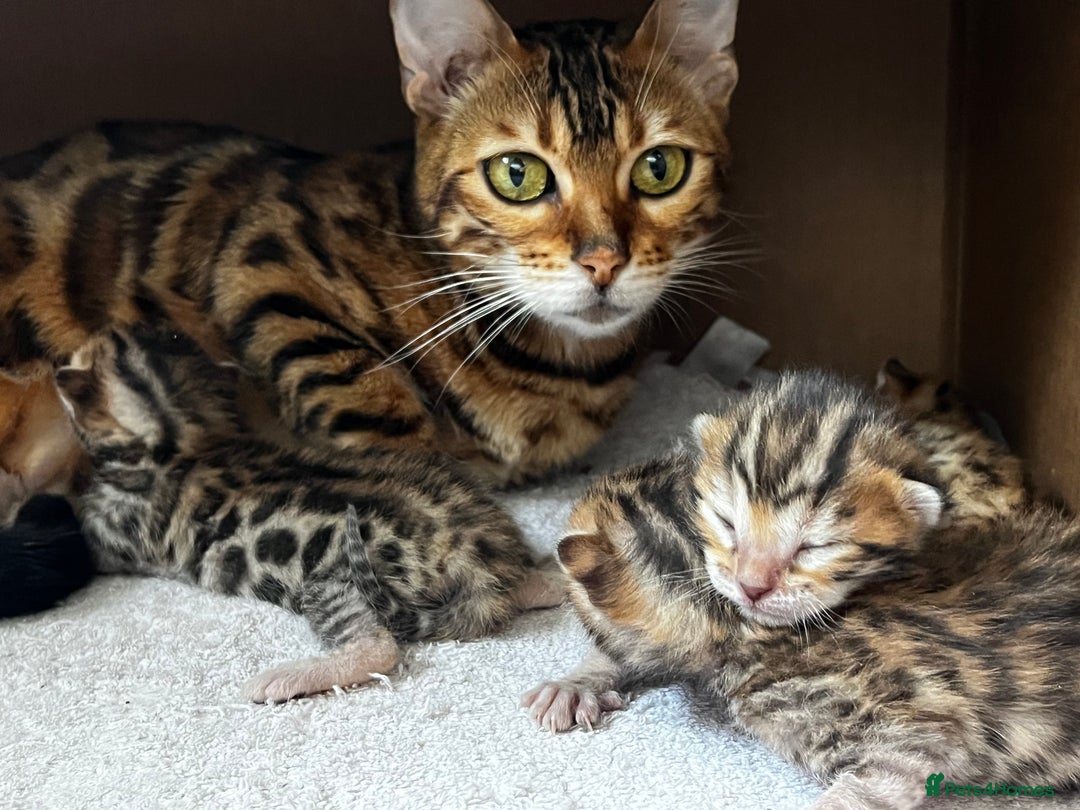 Bengal cats for sale: 2 Bengal boys for sale - Image 9