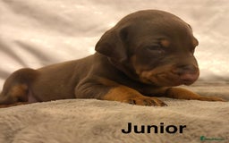 Dobermann dogs for sale: Doberman puppies  - Image 7
