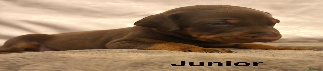Junior 