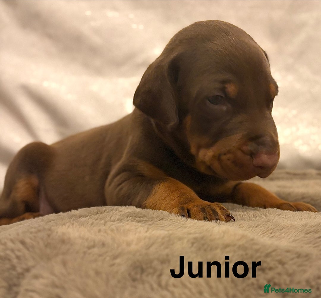 Dobermann dogs for sale: Doberman puppies  - Image 7