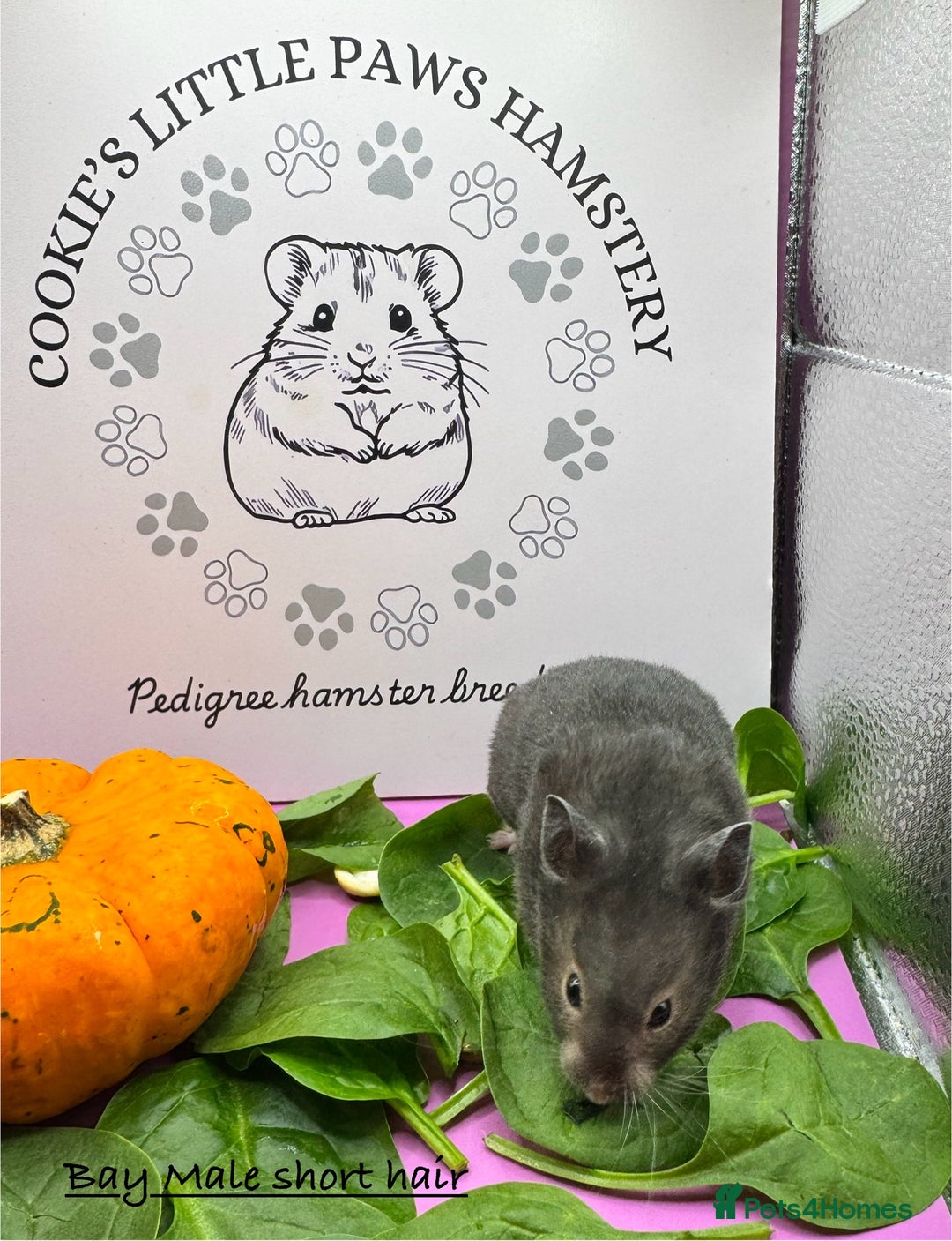 Hamster rodents for sale: Pedigree Syrian hamsters  - Image 6