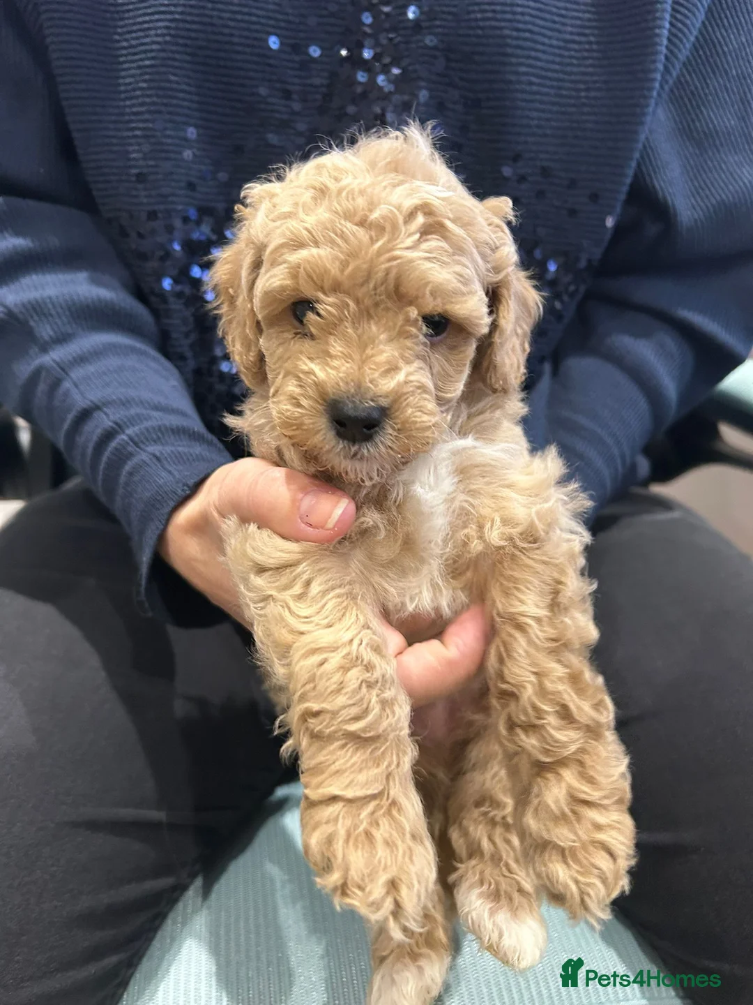 Goldendoodle dogs for sale: Mini Goldendoodles - Advert 2