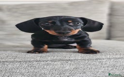 Miniature Dachshund dogs for stud: Miniature Dacshund STUD -FULLY HEALTH & DNA TESTED - Image 8