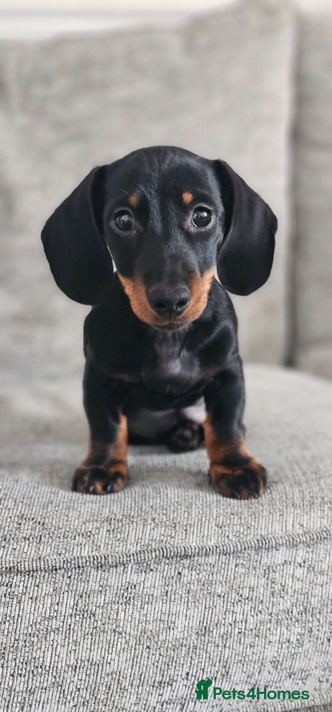 Miniature Dachshund dogs for stud: Miniature Dacshund STUD -FULLY HEALTH & DNA TESTED - Image 8