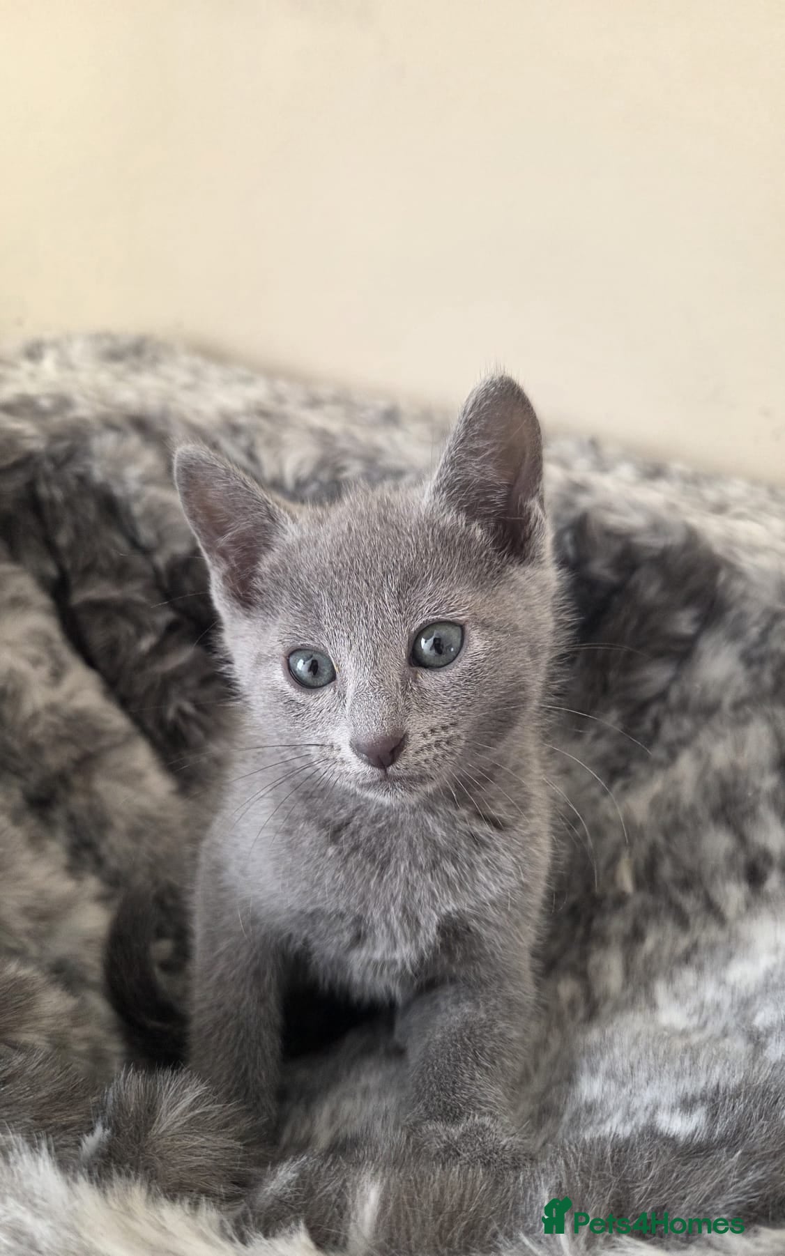 Russian Blue cats Stunning Russian Blue Boy - Tica registered  - Advert 2
