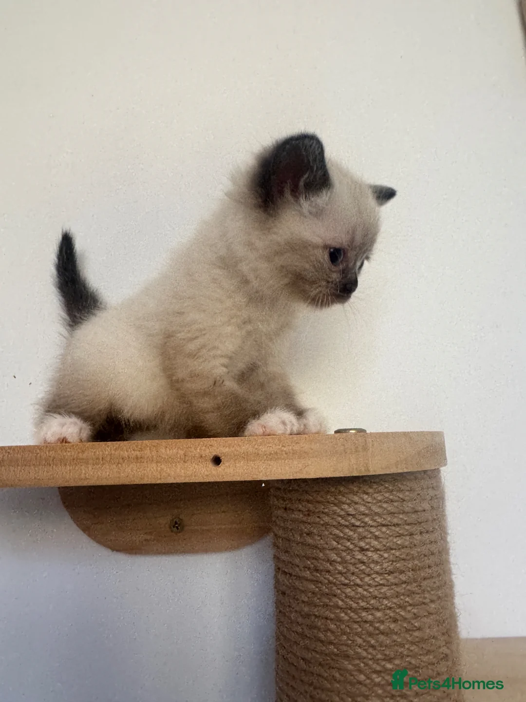 Mixed Breed cats for sale: Bsh x ragdoll kittens  - Advert 5