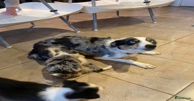 Border Collie dogs Collie puppies (1 male and 1 female available) - Advert 11