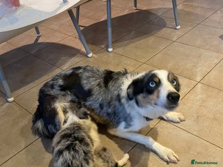 Border Collie dogs 4 Collie pups for sale - Advert 15