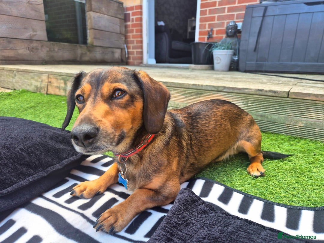 Mixed Breed dogs for sale: Albie - Image 1