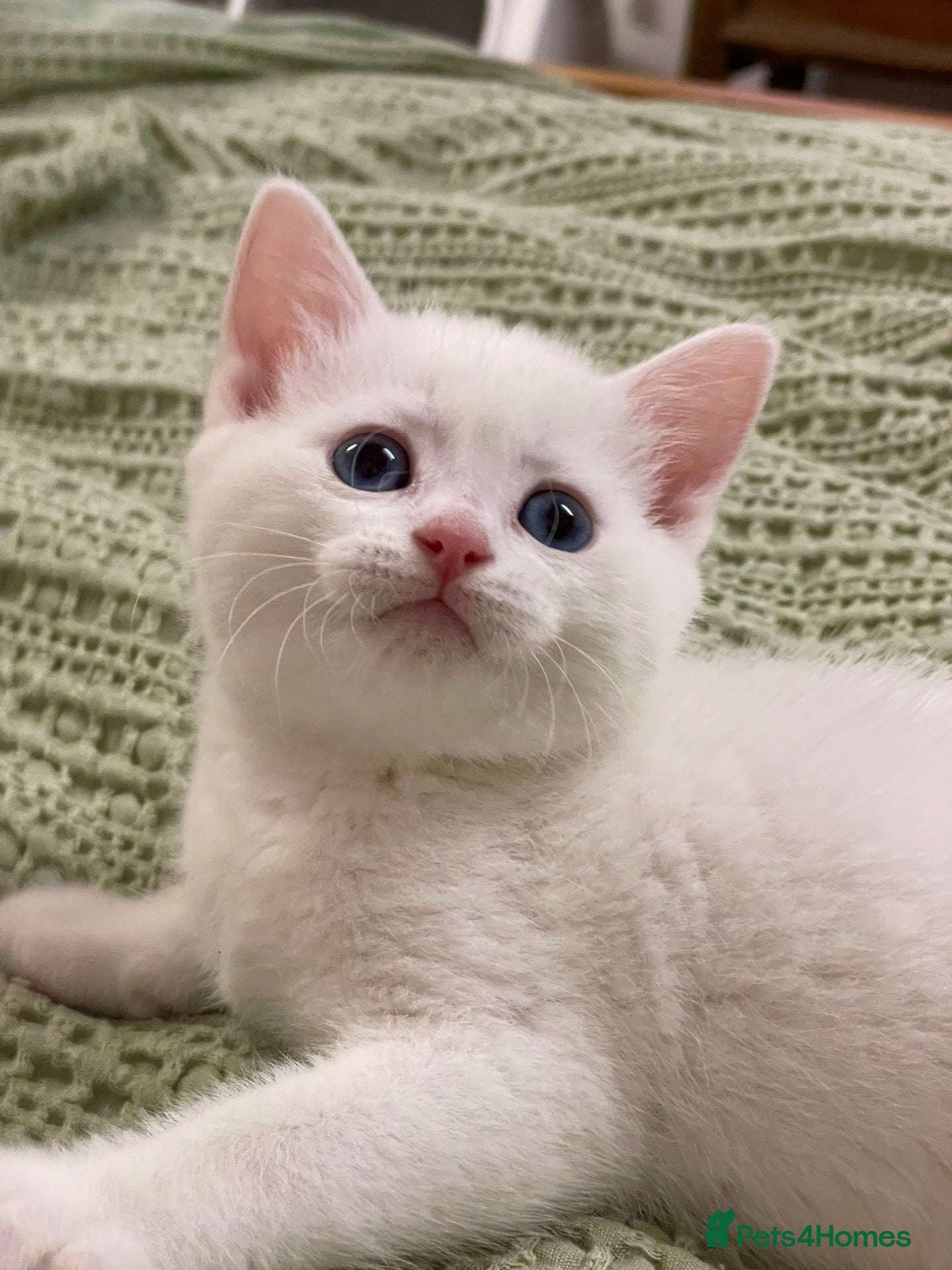 British Shorthair cats Beautiful BSH kittens ready to home  - Advert 4