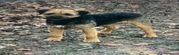 Border Terrier dogs for sale: Healthy Bundles of Border joy  - Advert 22
