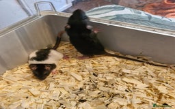 Rat rodents for sale: 4 beautiful Male Rats - Image 2