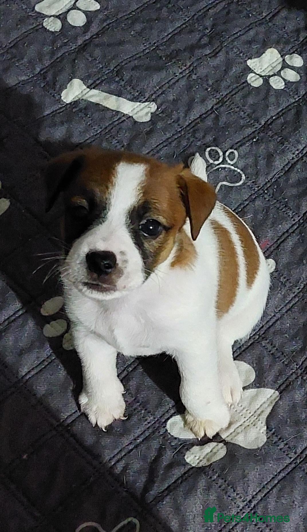 Jack Russell dogs for sale: Adorable 1 BOY LEFT Jack Russell  - Advert 2