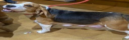 Beagle dogs for sale: Champion Bred Puppies (KC Reg) in Matlock - Advert 6