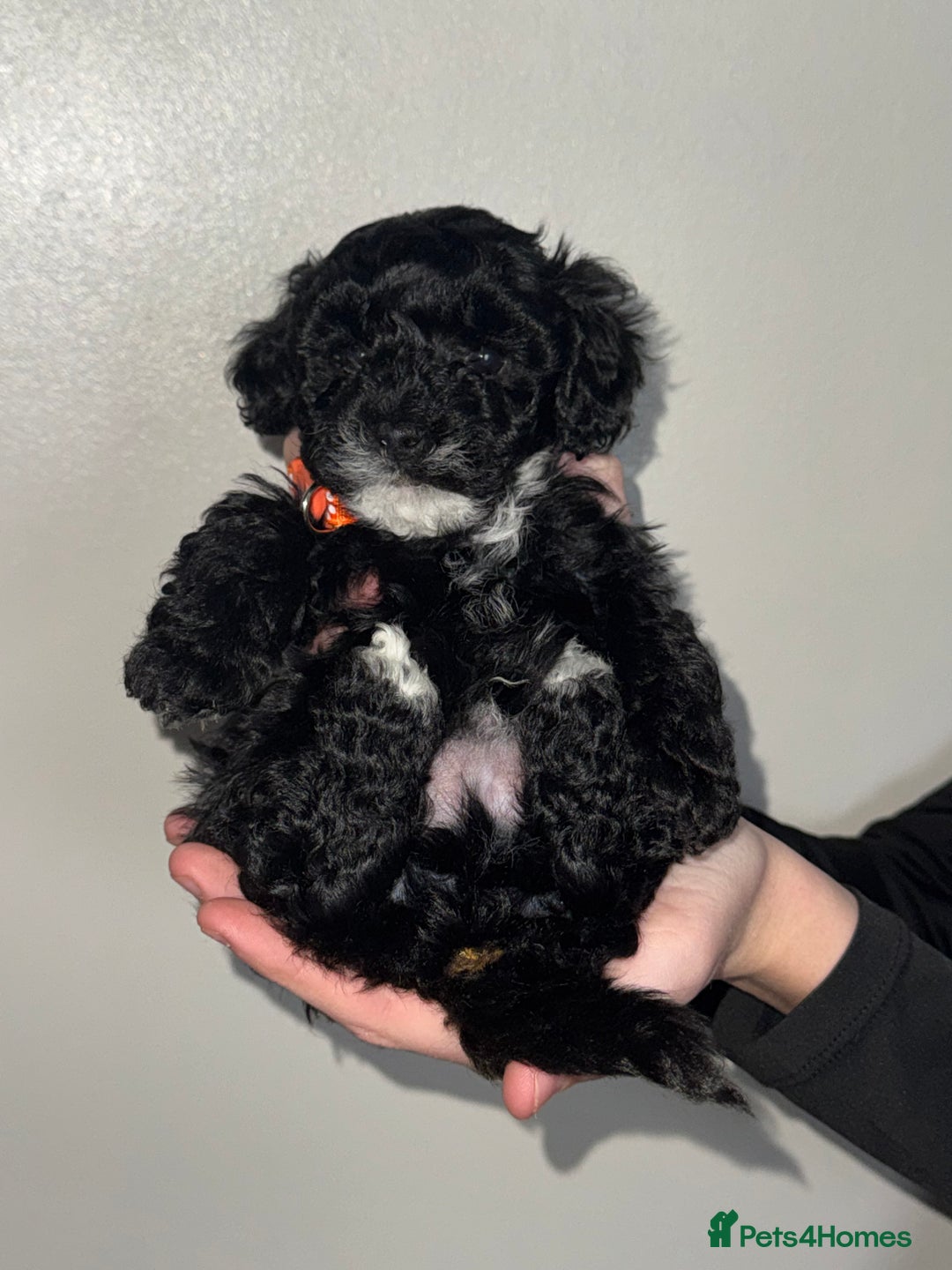 Toy Poodle dogs for sale: Beautiful Toy Poodle Puppies - Ready to reserve - Advert 4