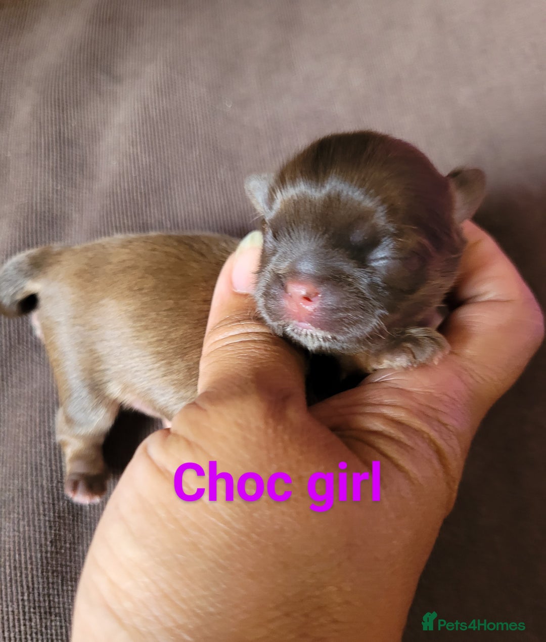Shih Tzu dogs for sale: Adorable Tiny Imperial ShihTzu  - Image 12