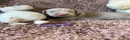 Weimaraner dogs for sale: Weimaraner Silver Grey Girl Pups - Ganult showline - Advert 28