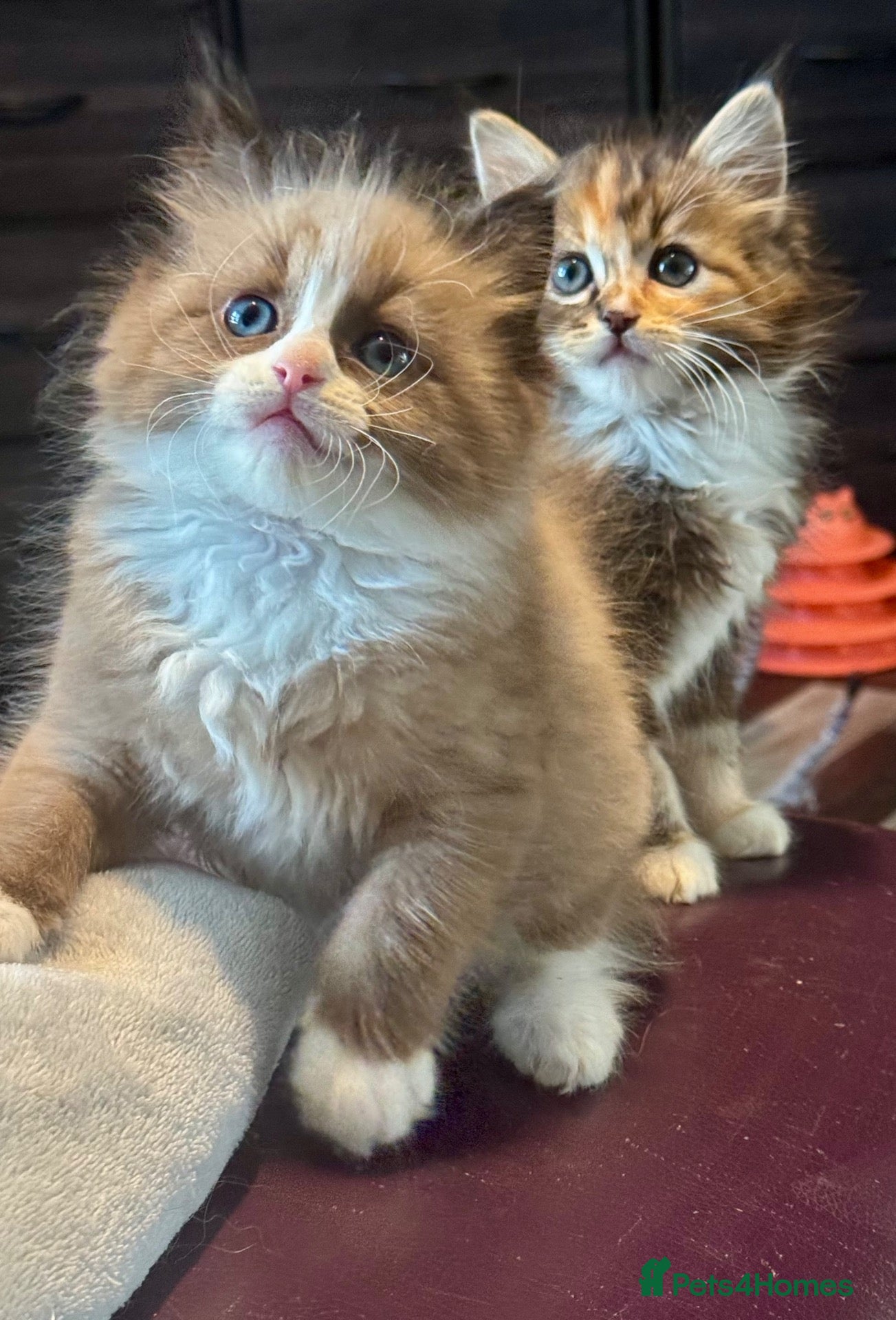 Ragdoll cats TICA Reg Rare Cherubim Ragdolls - Advert 5