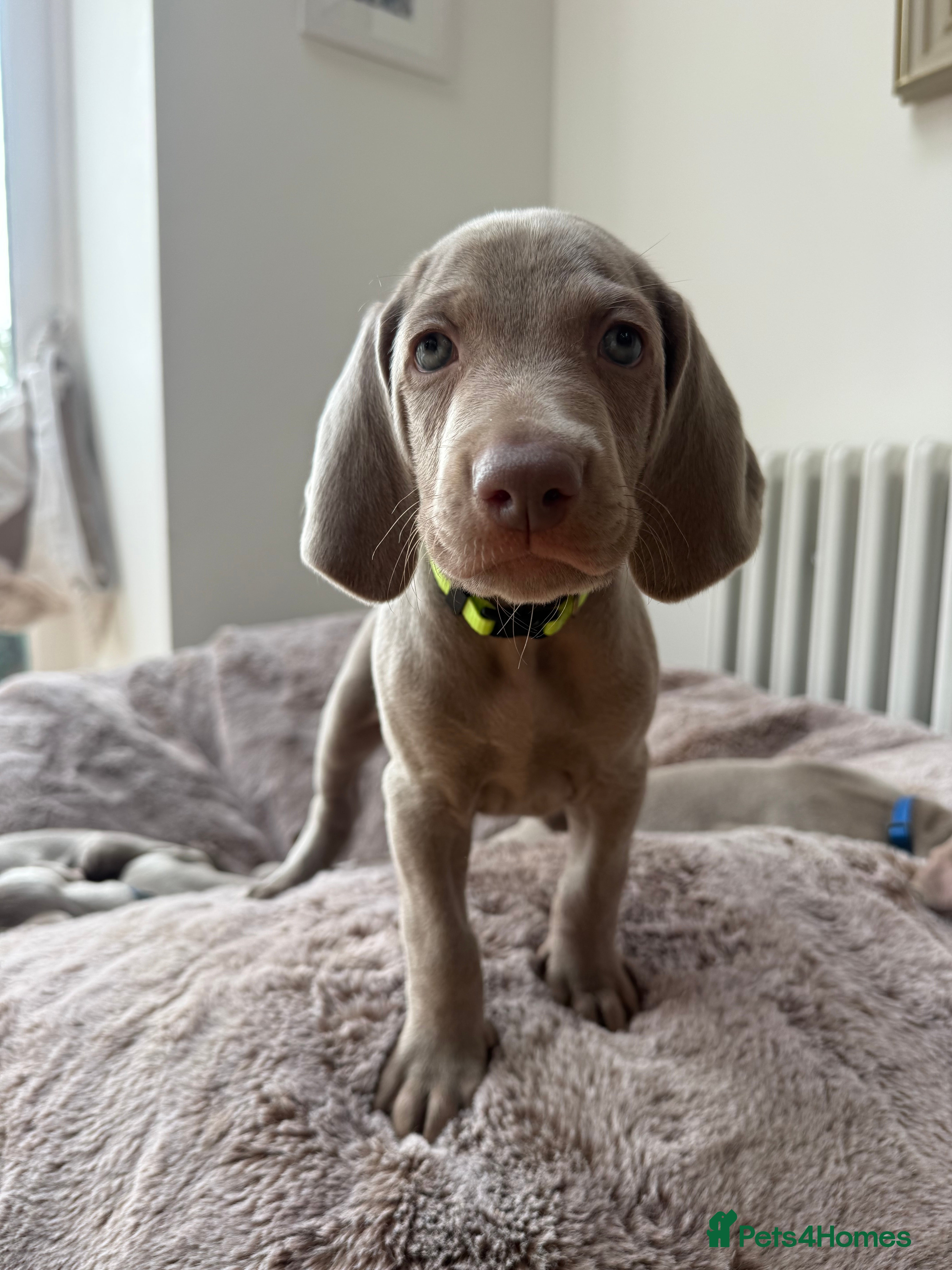 Weimaraner dogs Superb Gunalt Bloodlines & Excellent Temperament - Advert 2