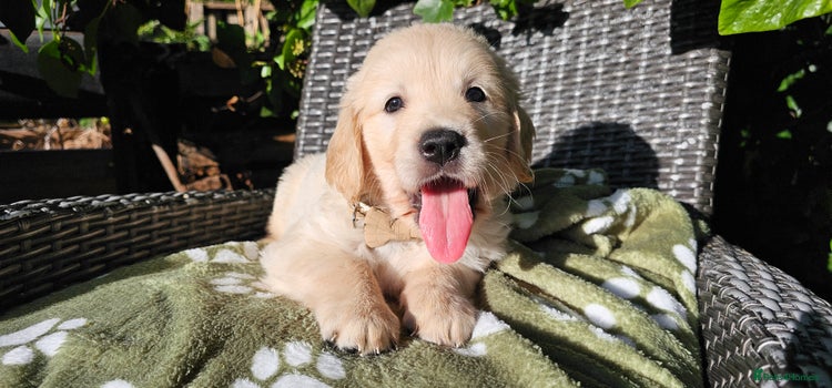 Golden Retriever dogs - Advert 2