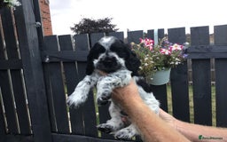 Cocker Spaniel dogs for sale:  show cocker puppy.KC reg. AMS.PRA. & FN clear. - Image 12