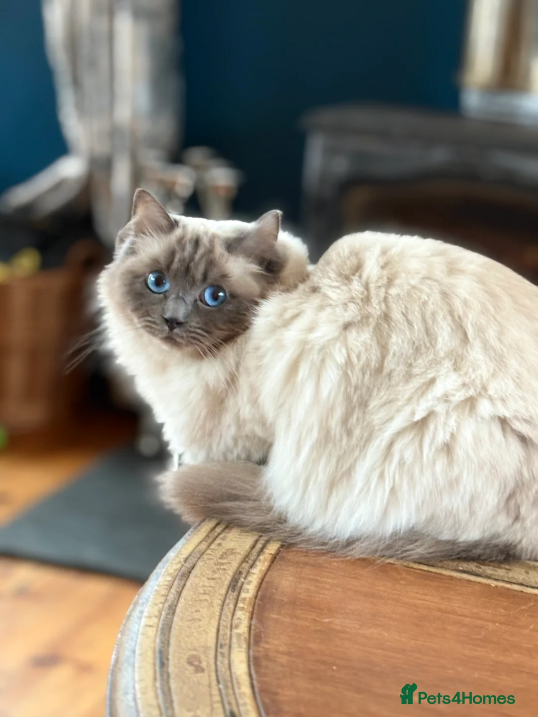 Ragdoll cats for sale: Gorgeous Ragdoll *READY NOW* - Advert 2