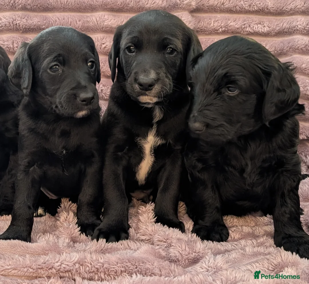 Labradoodle dogs for sale: 🐾 Labradoodle Puppies 🐾 - Advert 20