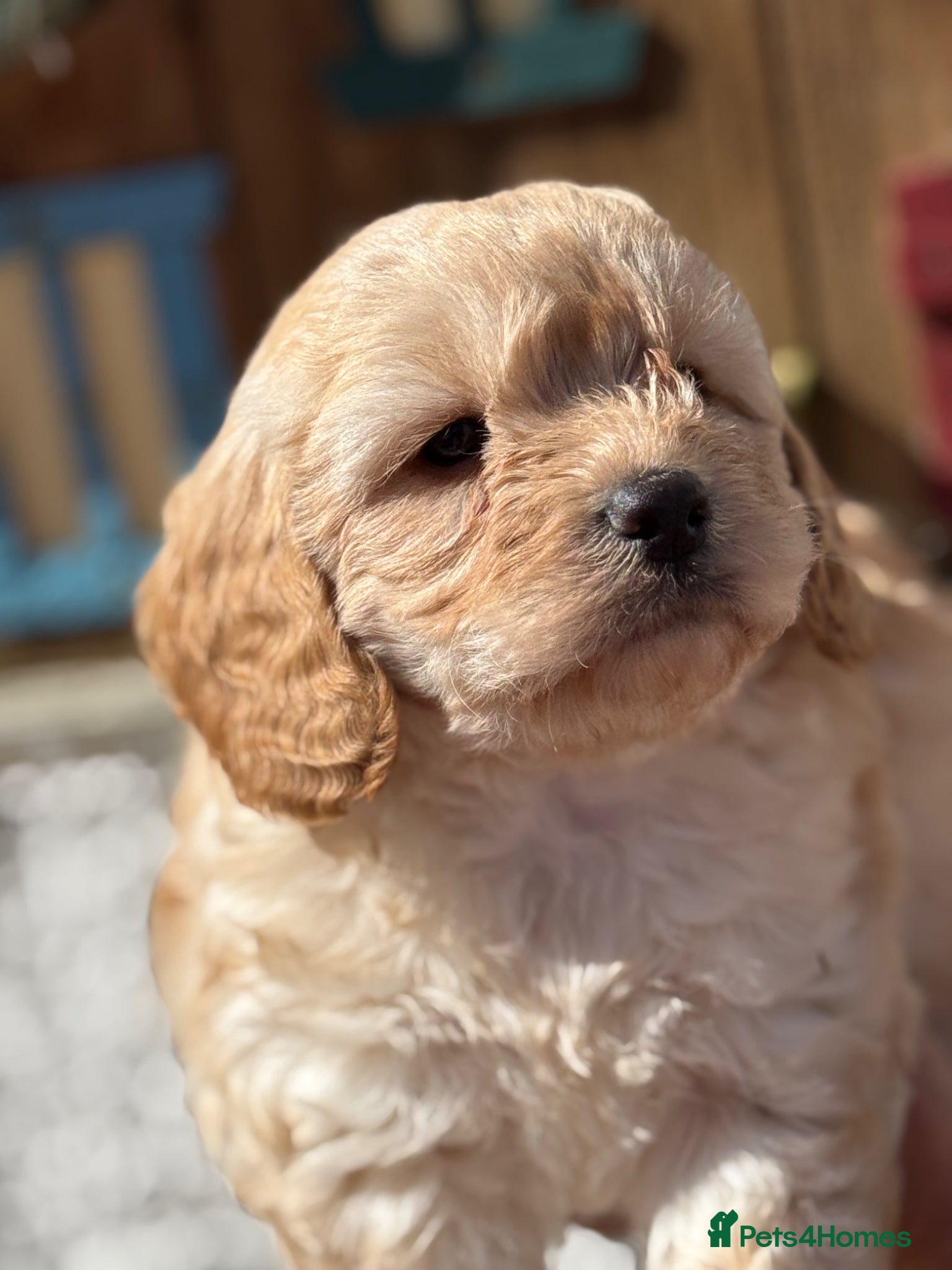 Cockapoo dogs for sale: READY. NOW Stunning F1 Cockapoo Boy  - Advert 6