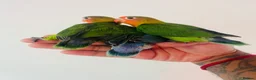 Lovebirds birds for sale: Hand reared lovebirds for sale  - Advert 7