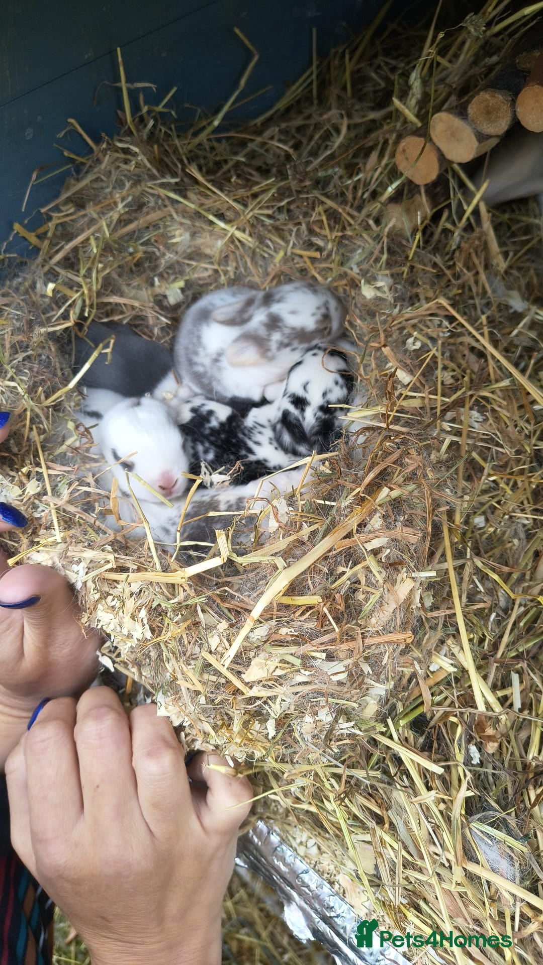 Mini Lop rabbits for sale: Mini lop babies  - Advert 4