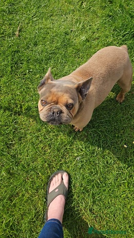 French Bulldog dogs - Advert 12