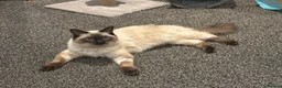 Ragdoll cats for sale: Cooper - Advert 11