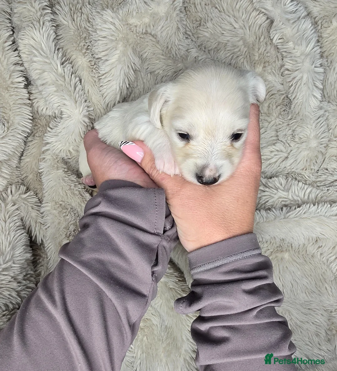 Miniature Dachshund dogs for sale: KC registered cream longhair miniature dachshund  - Advert 38