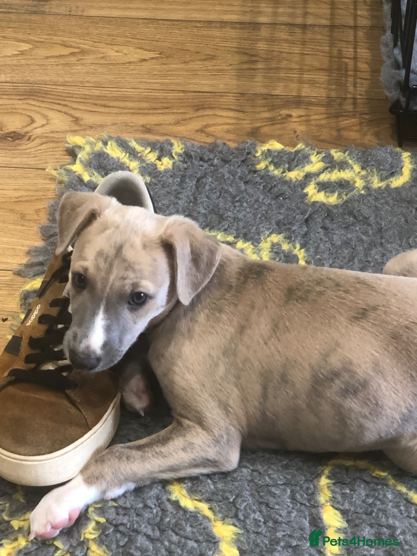 Whippet dogs Beautiful whippet bitch and lovely dog available  - Advert 2