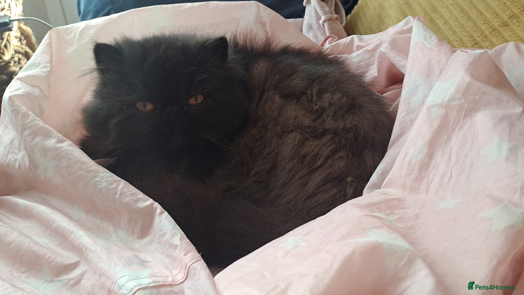 Persian cats for stud: Gccf brother's for stud!!  - Image 6